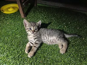 0-1 month Male Mixed Breed Tabby
