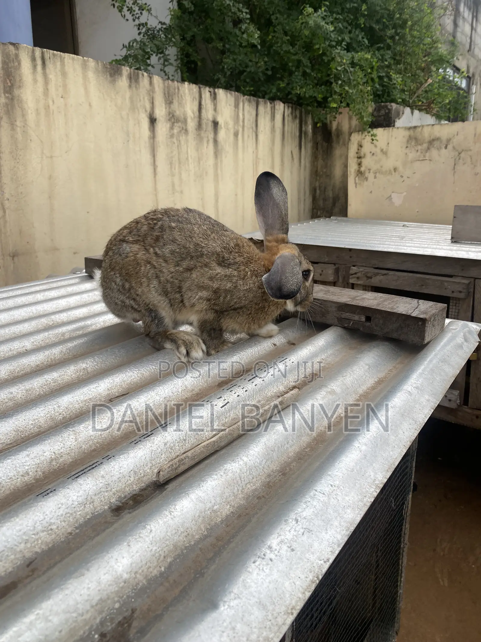 Mature Male Rabbits for Breeding