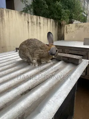 Mature Male Rabbits for Breeding