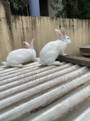 Male Rabbits for Breeding