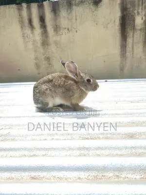 Mature Female Rabbit for Breeding
