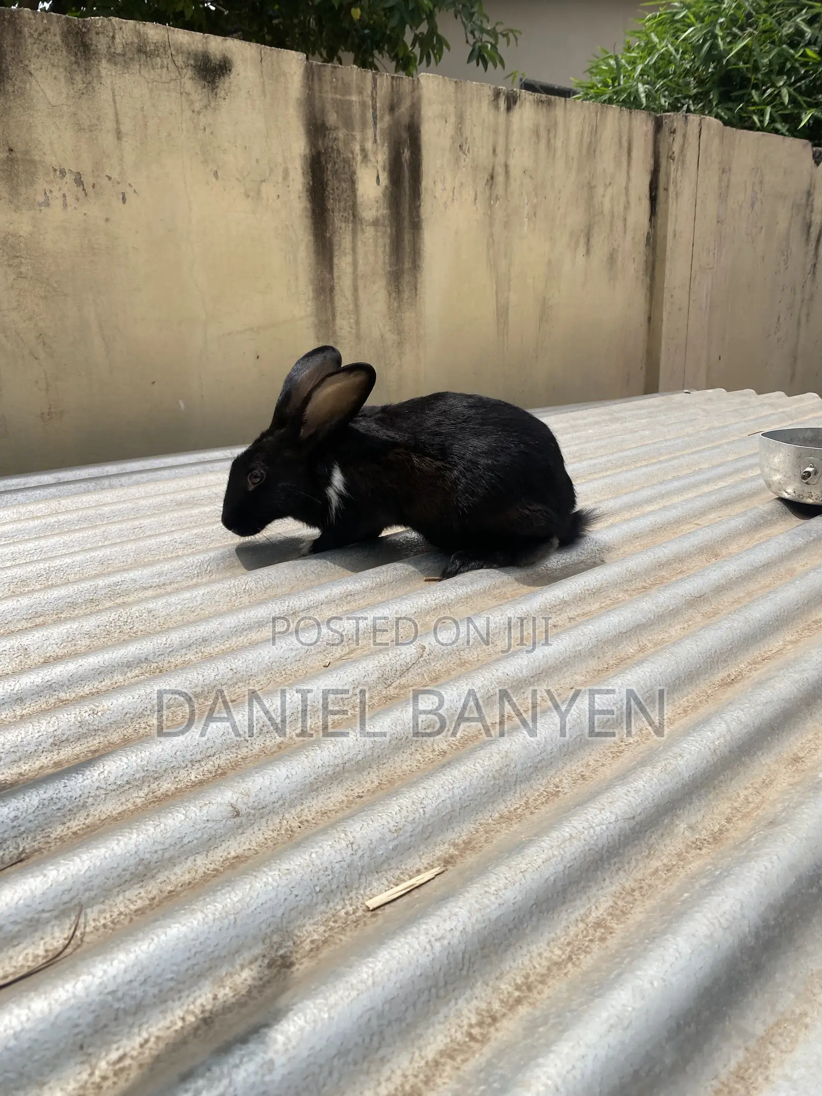 Mature Female Rabbit for Sale