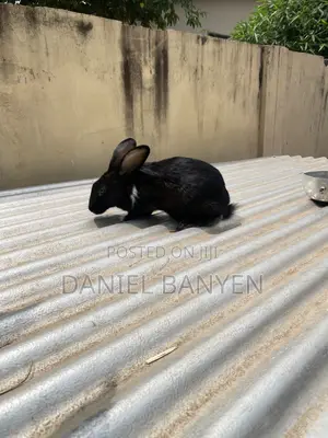 Mature Female Rabbit for Sale
