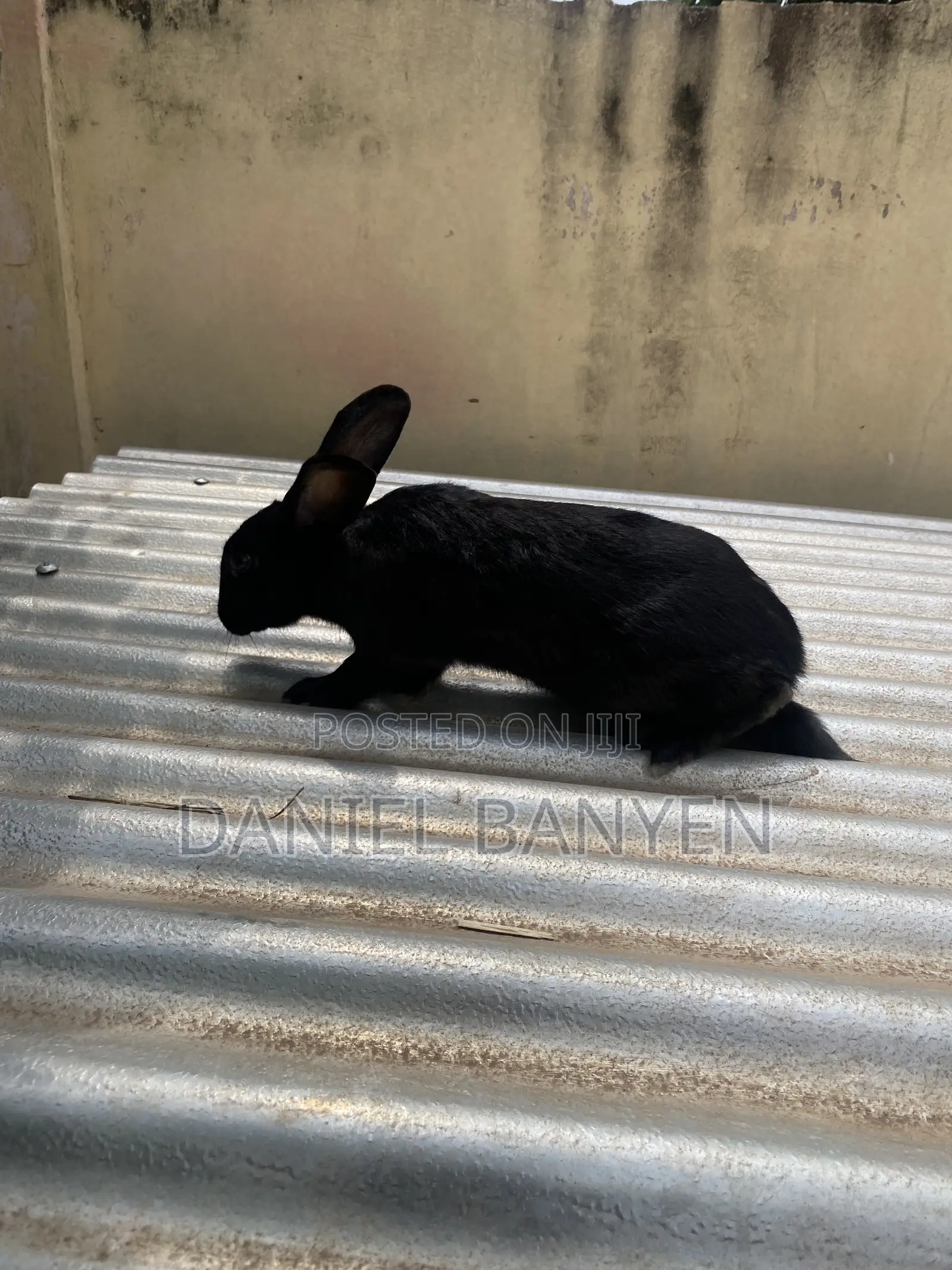 Mature Female Rabbit for Sale