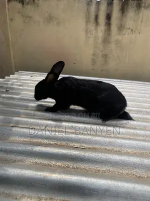 Mature Female Rabbit for Sale