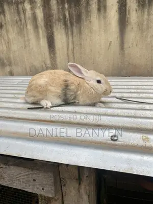 Mature Female Rabbit for Breeding