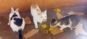 6-12 months Female Mixed Breed Cat