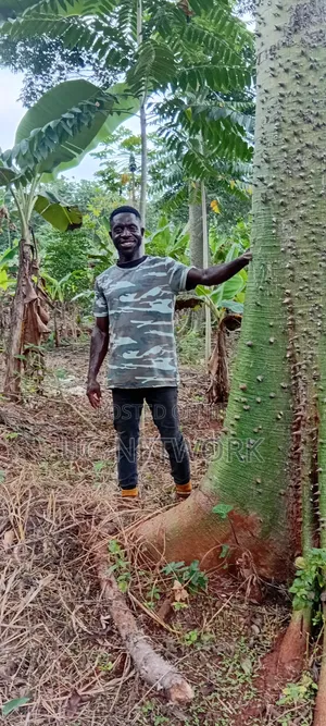 Landscaping and Tree Planting