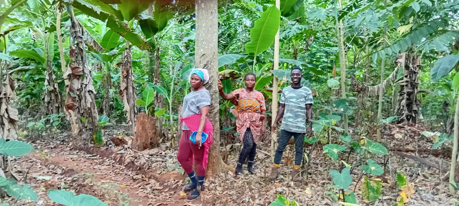 Landscaping and Tree Planting