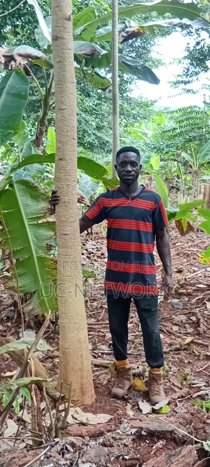 Landscaping and Tree Planting