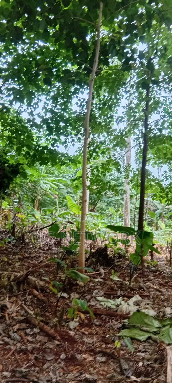 Landscaping and Tree Planting