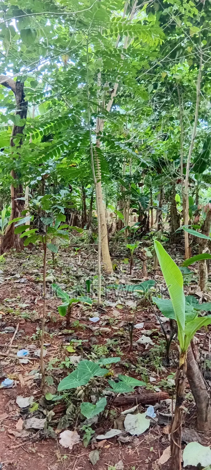 Landscaping and Tree Planting