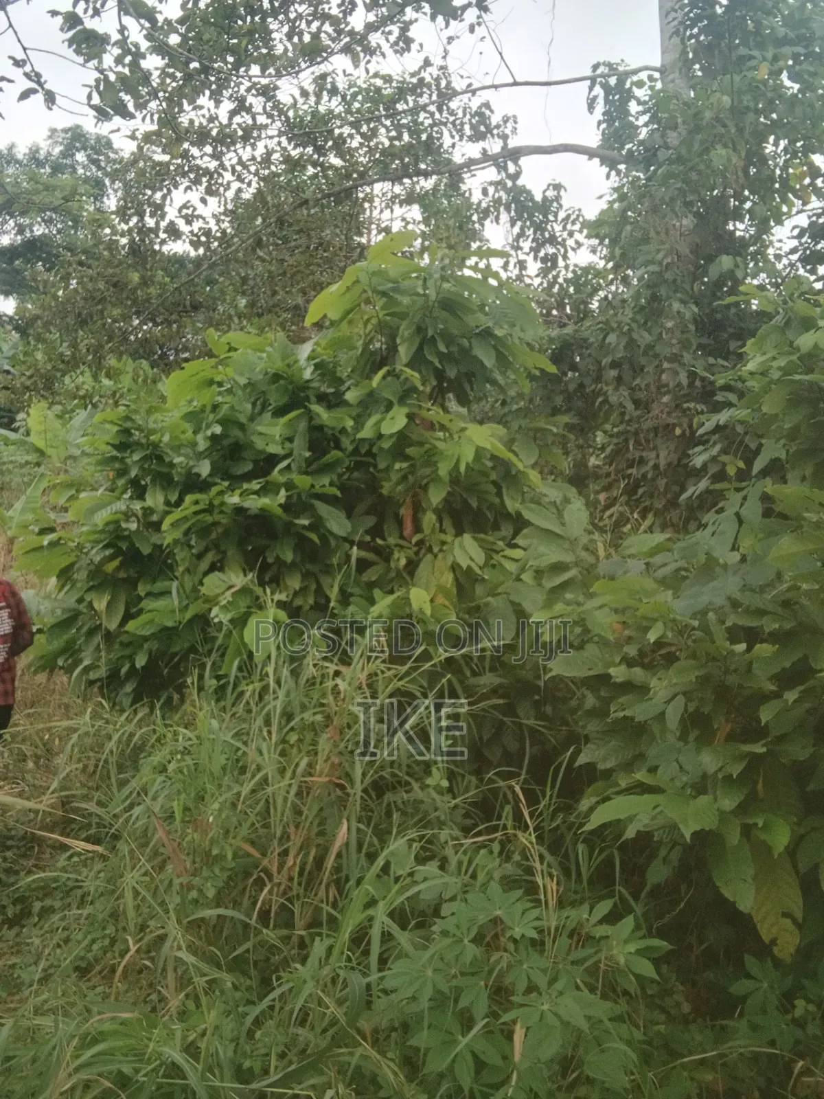 Two Plots of Land for Sale