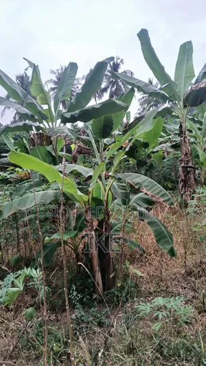 Two Plots of Land for Sale