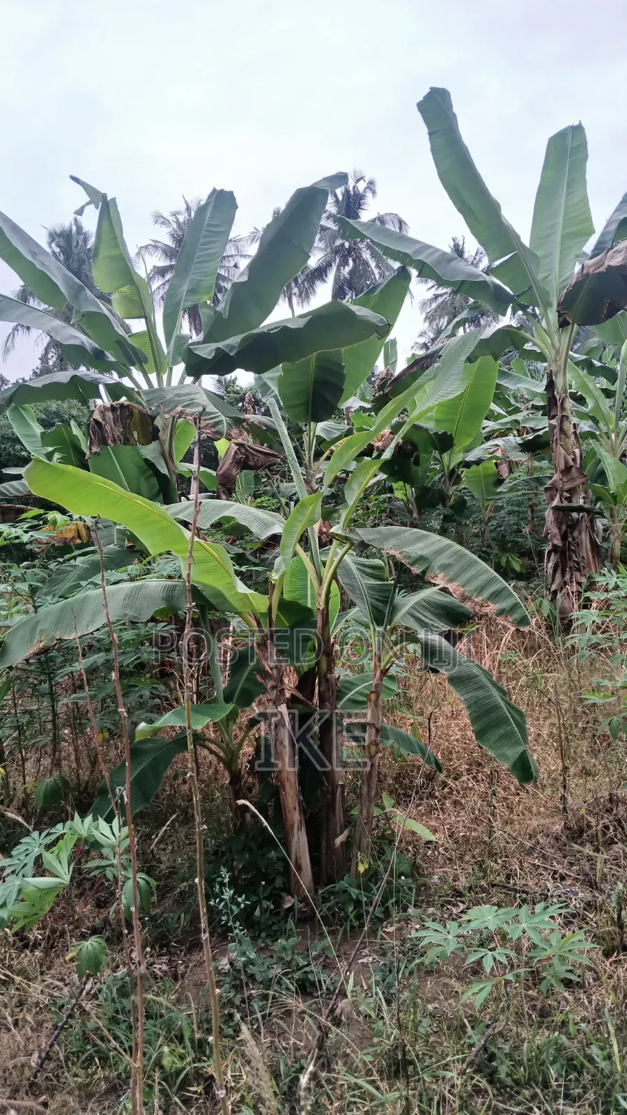 Two Plots of Land for Sale