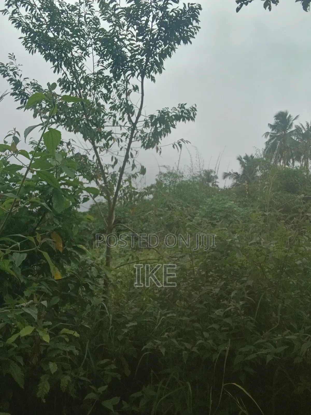 Two Plots of Land for Sale