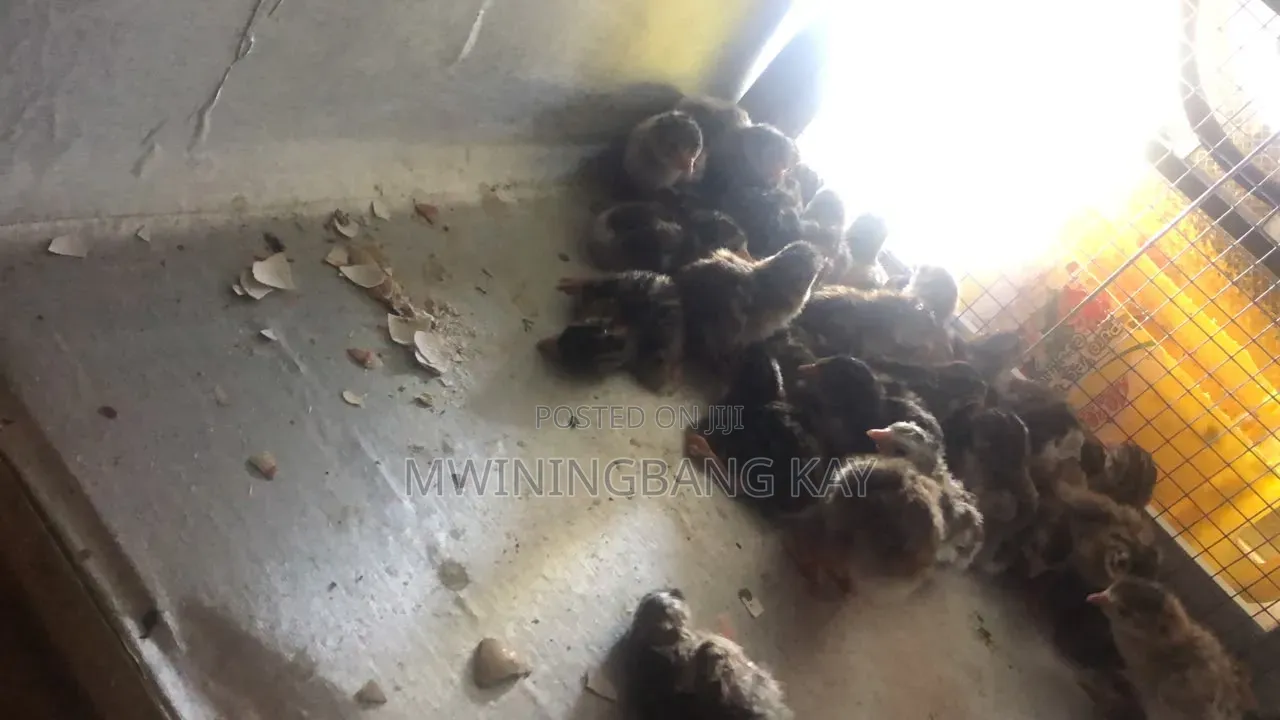 Poultry  Incubator