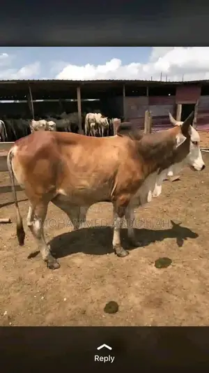 Strong Cows for Sale