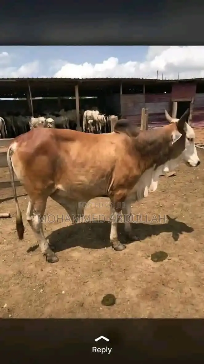 Strong Cows for Sale