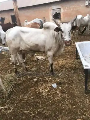 Strong Cows for Sale