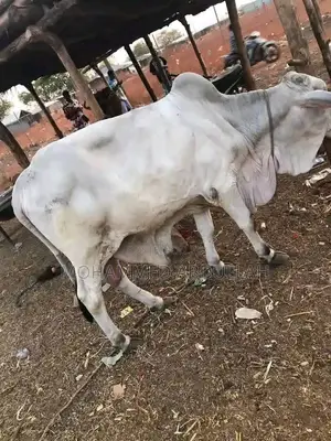 Strong Cows for Sale
