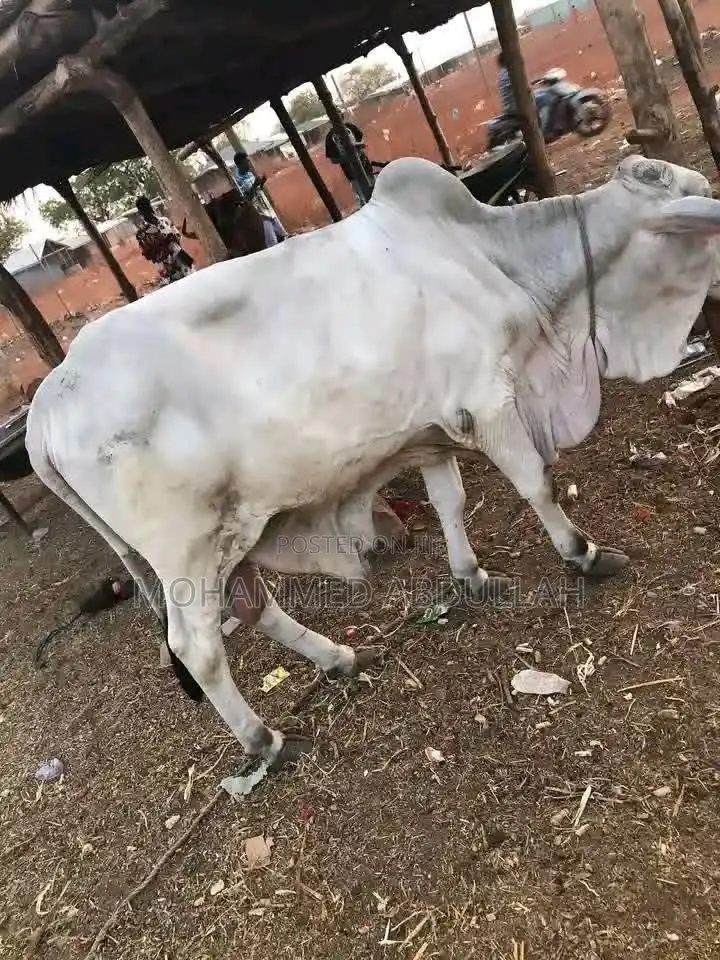 Strong Cows for Sale