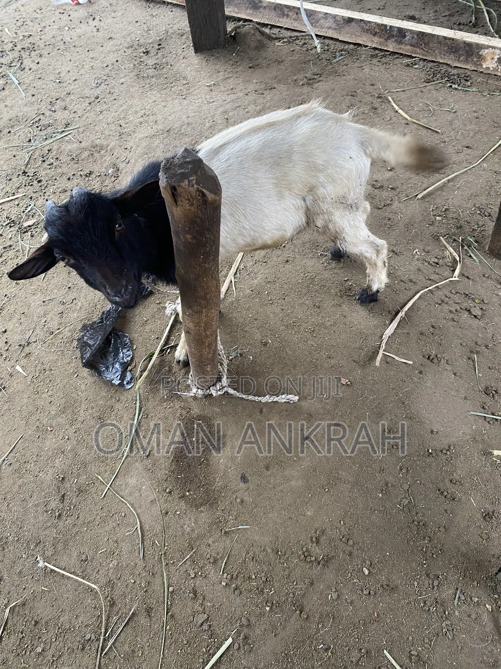 Goats Available