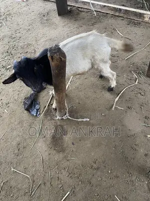 Goats Available