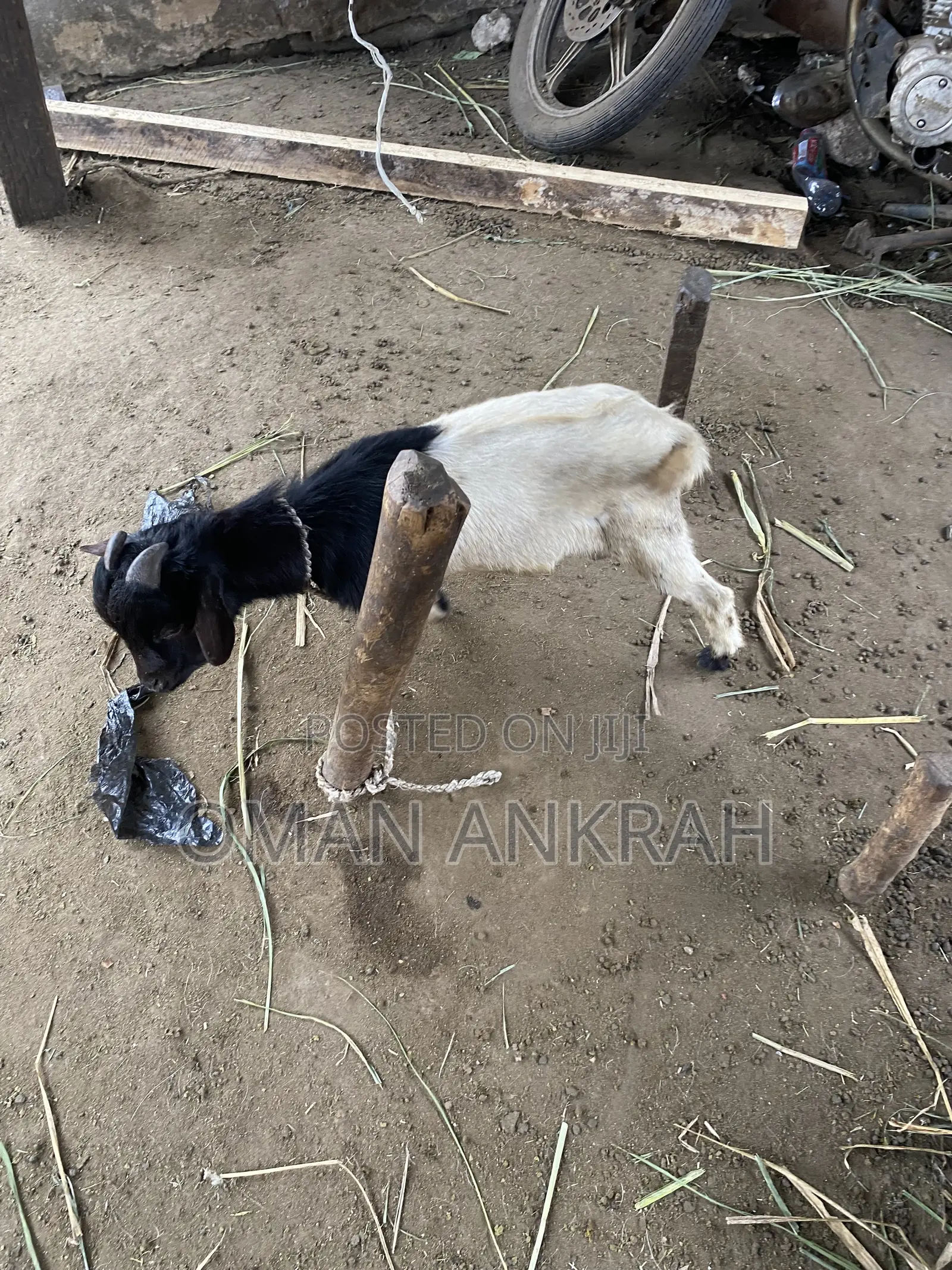 Goats Available