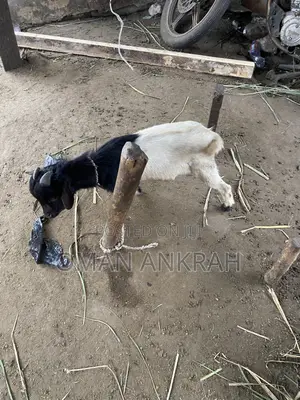 Goats Available