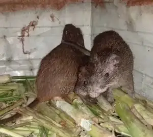 Healthy Grascutter