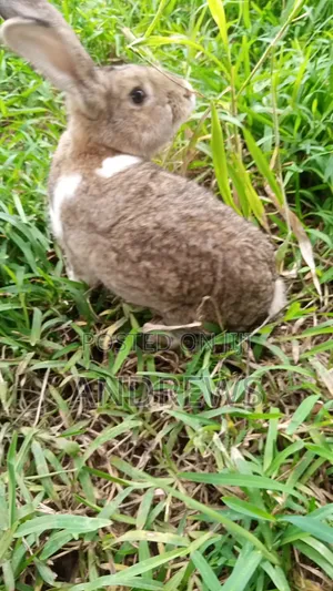 Rabbits for Sale at Kasoa