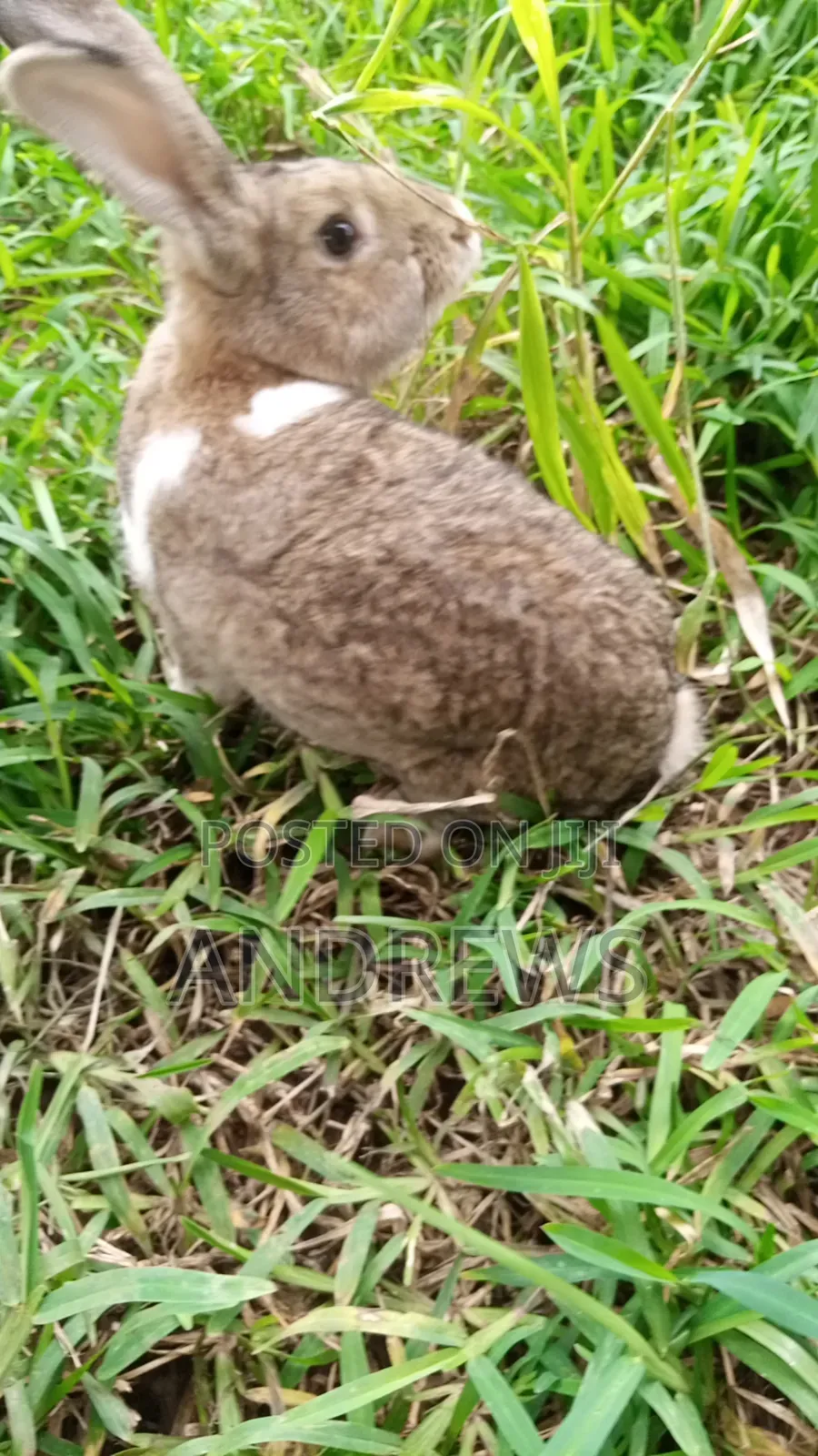 Rabbits for Sale at Kasoa