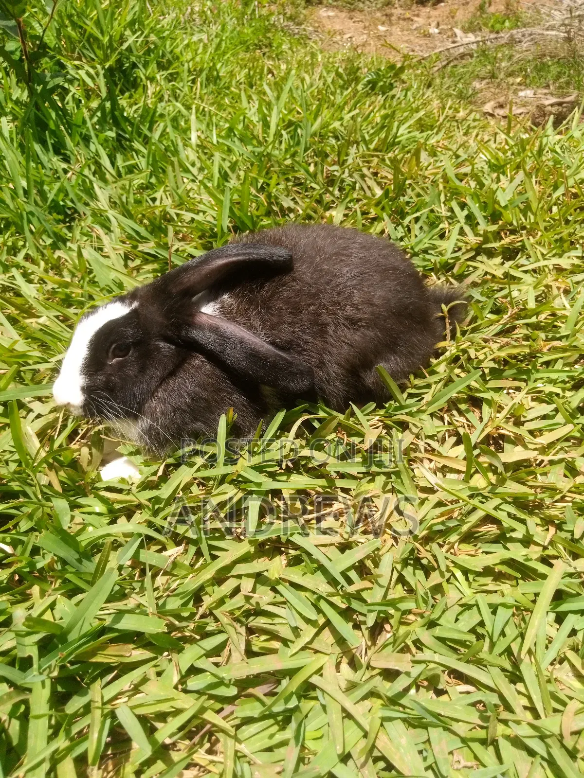 Rabbits for Sale at Kasoa