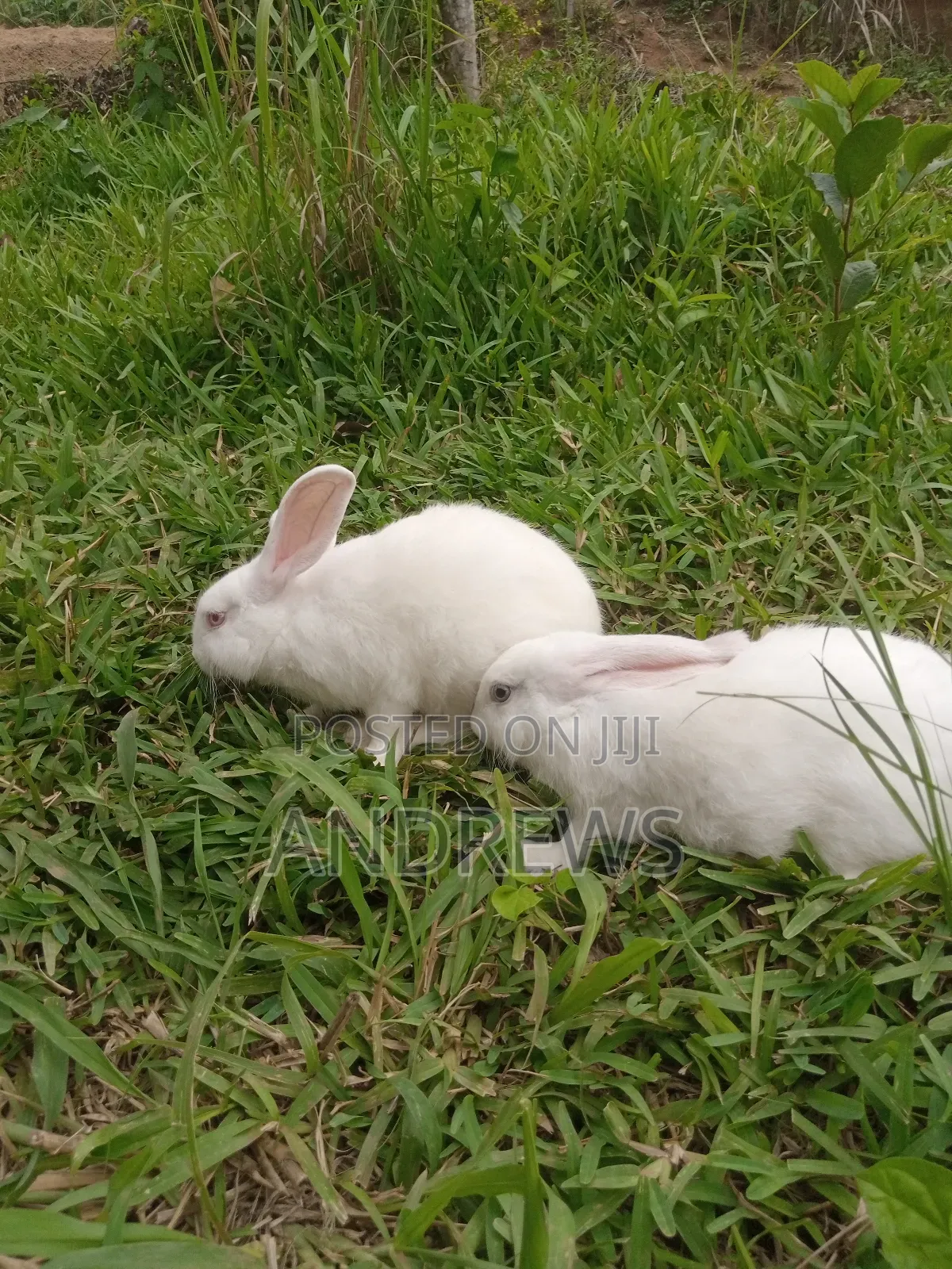 Rabbits for Sale at Kasoa