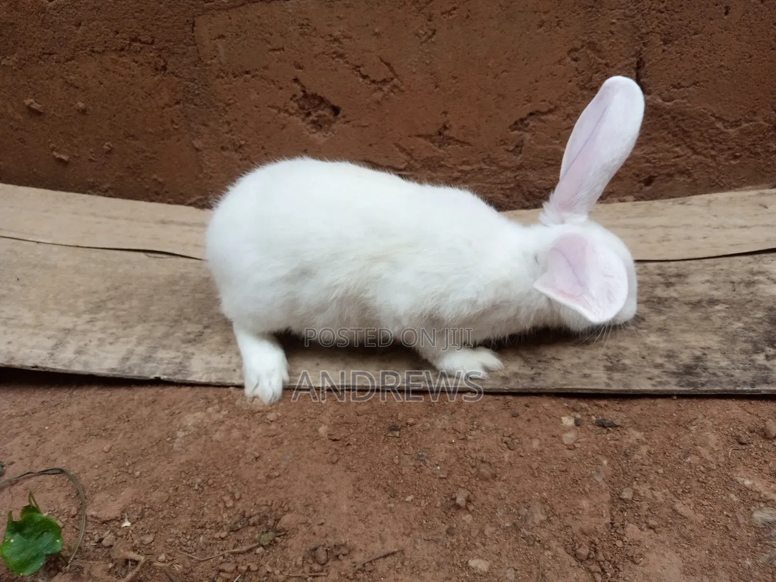 Rabbits for Sale at Kasoa