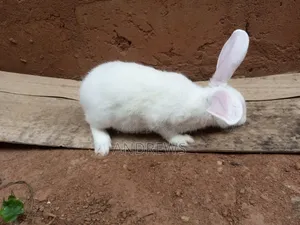 Rabbits for Sale at Kasoa