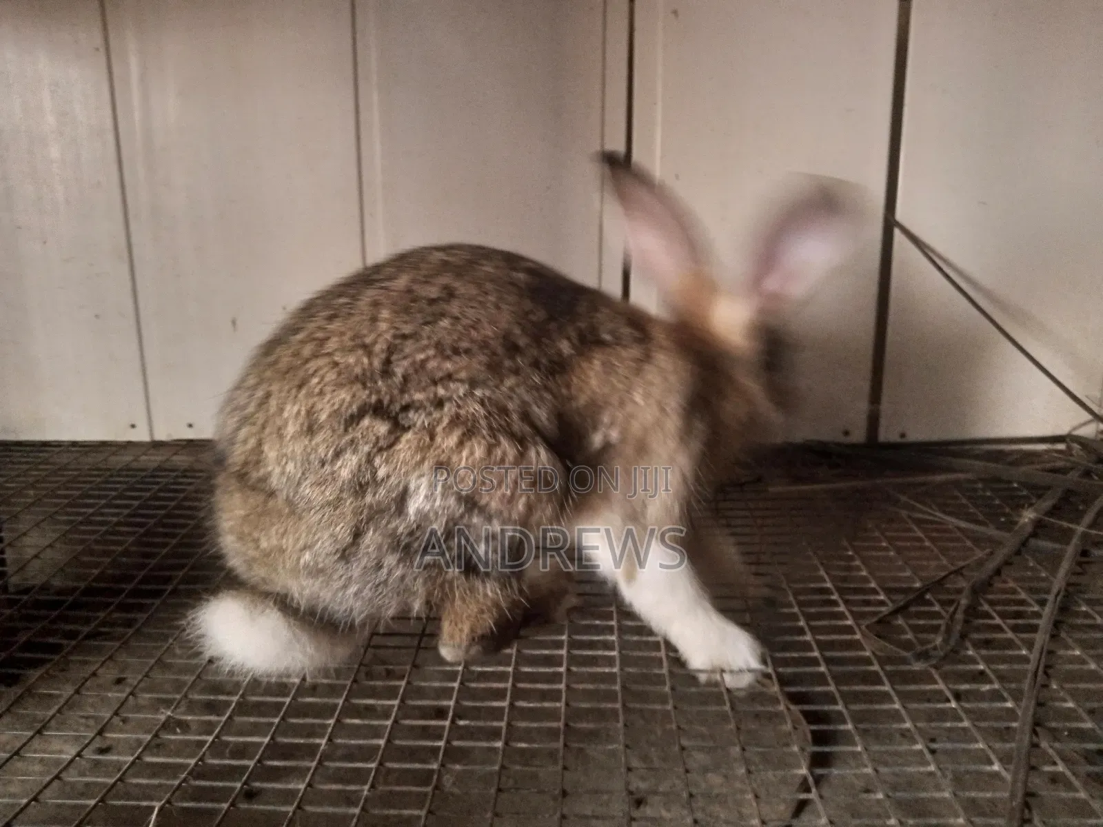 Rabbits for Sale at Kasoa