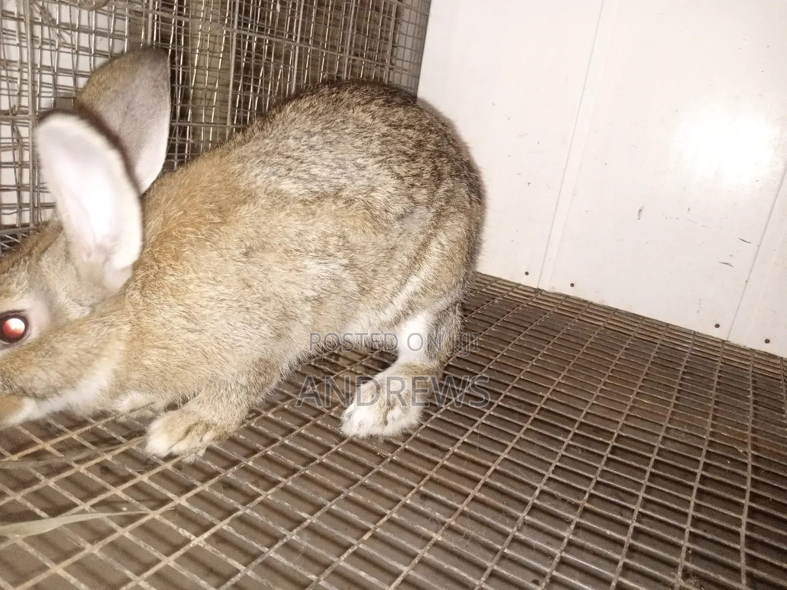 Rabbits for Sale at Kasoa