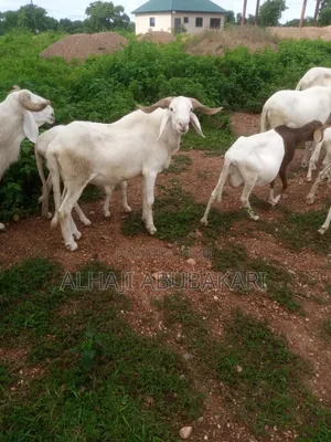 Healthy Animals