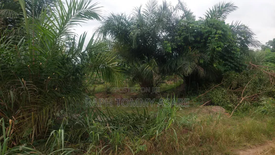 2 Plots of Land for Sale at Kwabere Sarfo Kasaam Mamponteng District