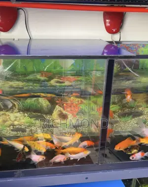 Aquarium Fishes