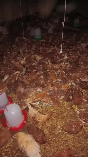 2years Old Layers for Sale