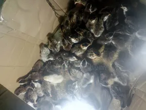 Day Old Guinea Keets and Local Fowls Available for Booking