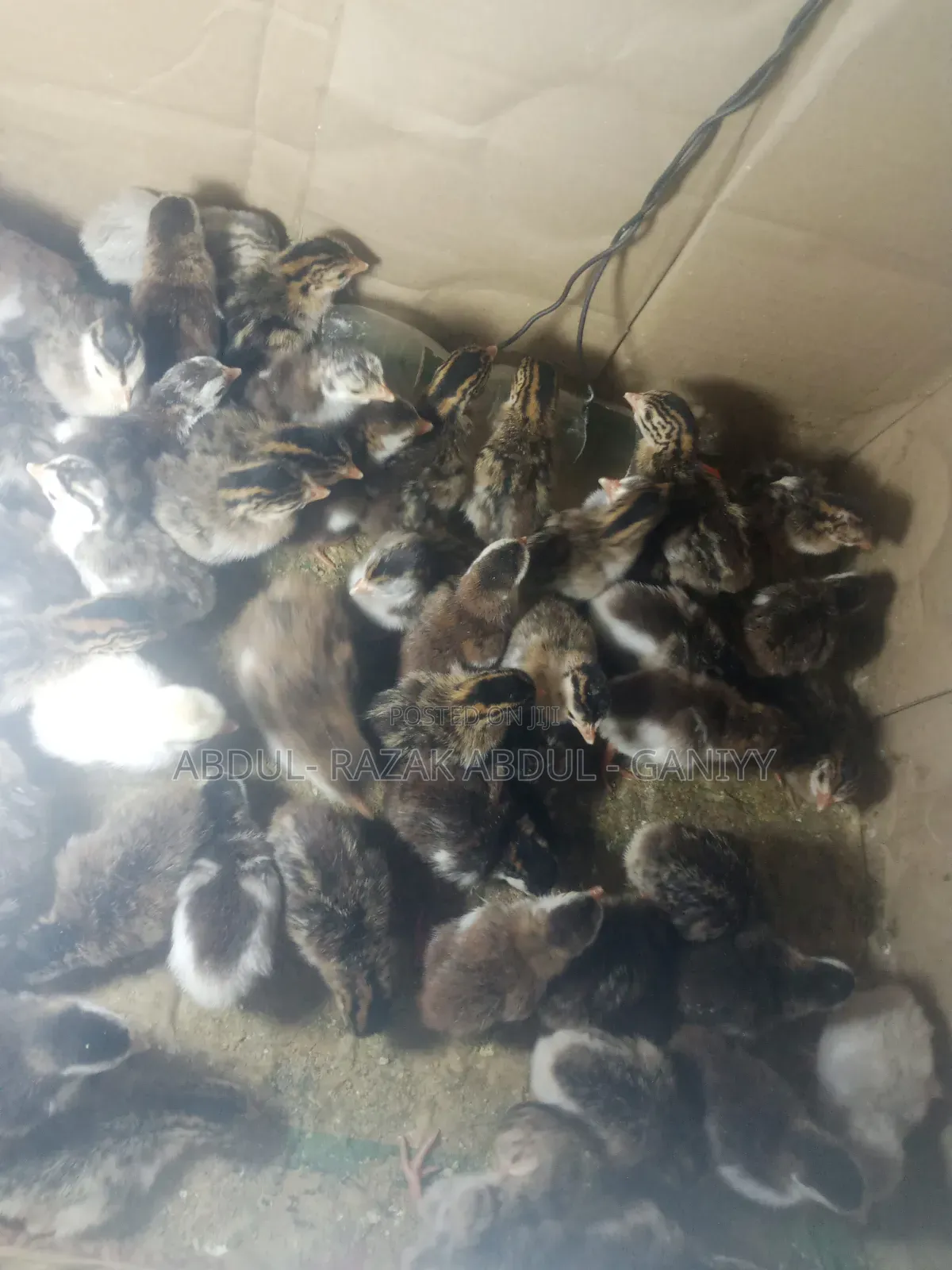 Day Old Guinea Keets and Local Fowls Available for Booking