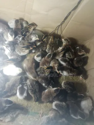 Day Old Guinea Keets and Local Fowls Available for Booking