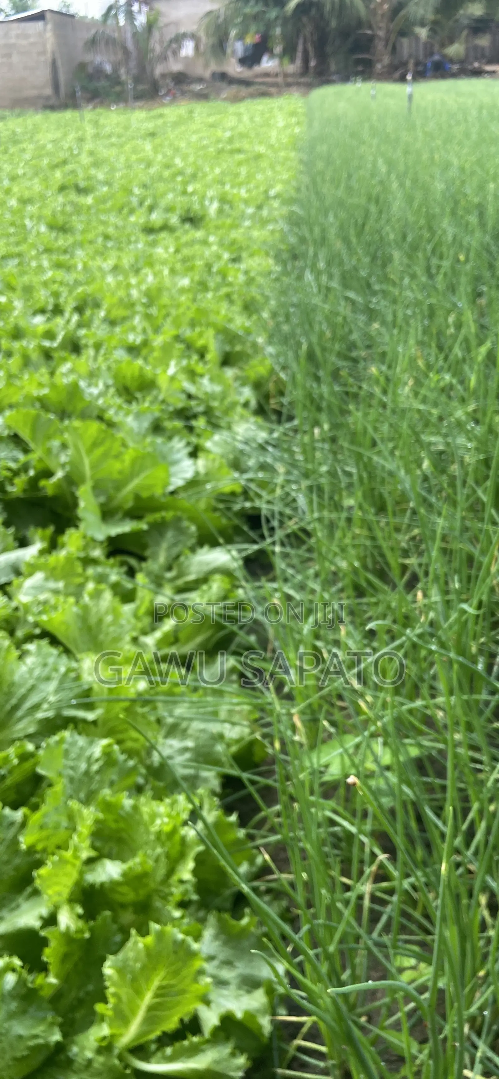 Vegetables