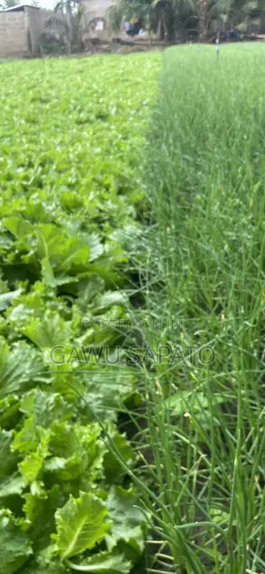 Vegetables