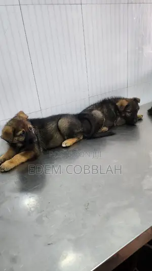 3-6 months Female Purebred German Shepherd