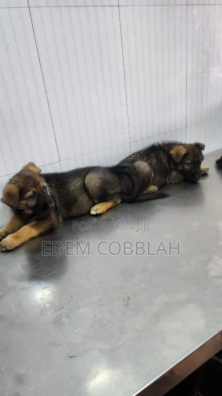 3-6 months Female Purebred German Shepherd